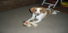 Odie