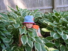 Josh lost in the plants