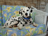 Cooper