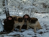 dwyers, duke & duchess