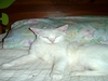 emmett