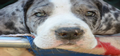 Gronk