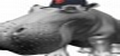 S F Giants hippo