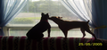 Nikita & Ginger
