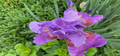 Purple iris