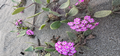 Beach flowers