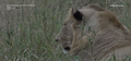 BMS lion