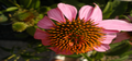 Cornflower