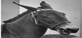 Francis the talking mule