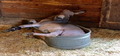 Mae in trough