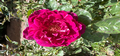 Magenta rose