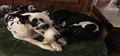 Bentley and Sizzle