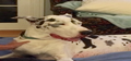 Dayo