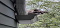 Raccoon