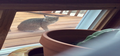 Bobcat on Deck