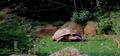 Judy\'s turtle