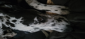 Splat the dane