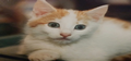 Elmo