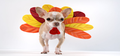 PinWheelsNY - Happy Thanksgiving!!!
