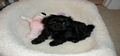 As a Puppy my Sweet Precious