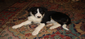 Anka 3 month