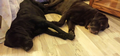 Shelby & Luna (RIP)