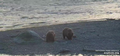 katmai